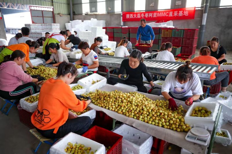 冬枣量大电商代发～抖音～视频号～拼多多日发10000单