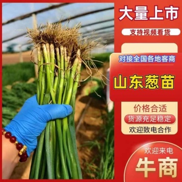 基地直供一手货源,专业苗床育苗,全国接单