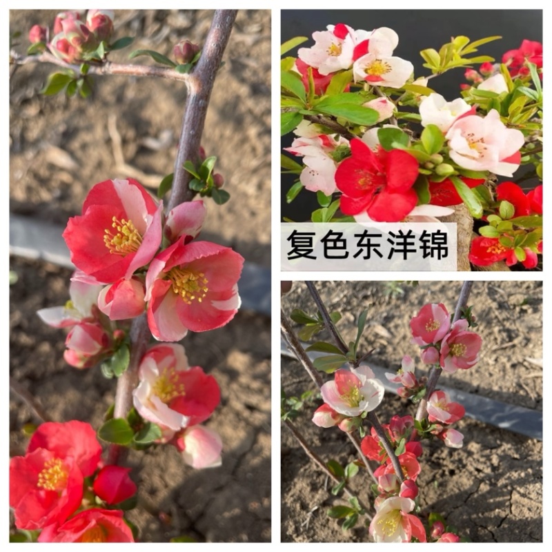 原生复色东洋锦海棠苗原生复色海棠苗基地直销原生海棠