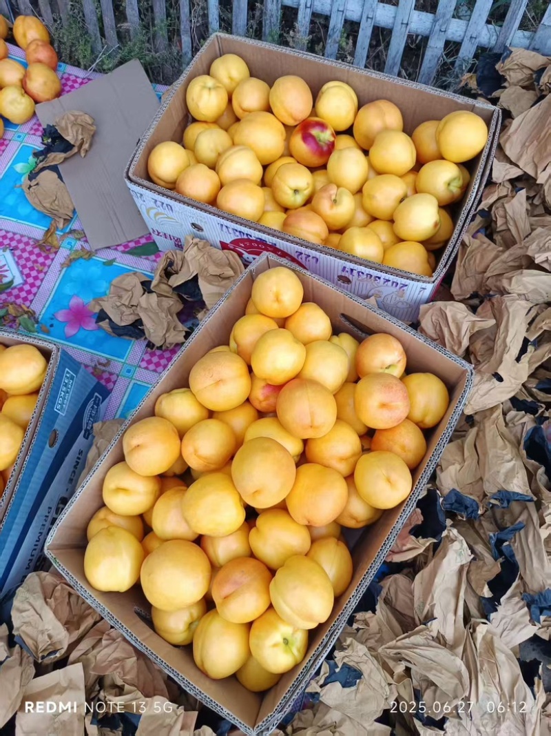 大量出售黄桃，量大从优