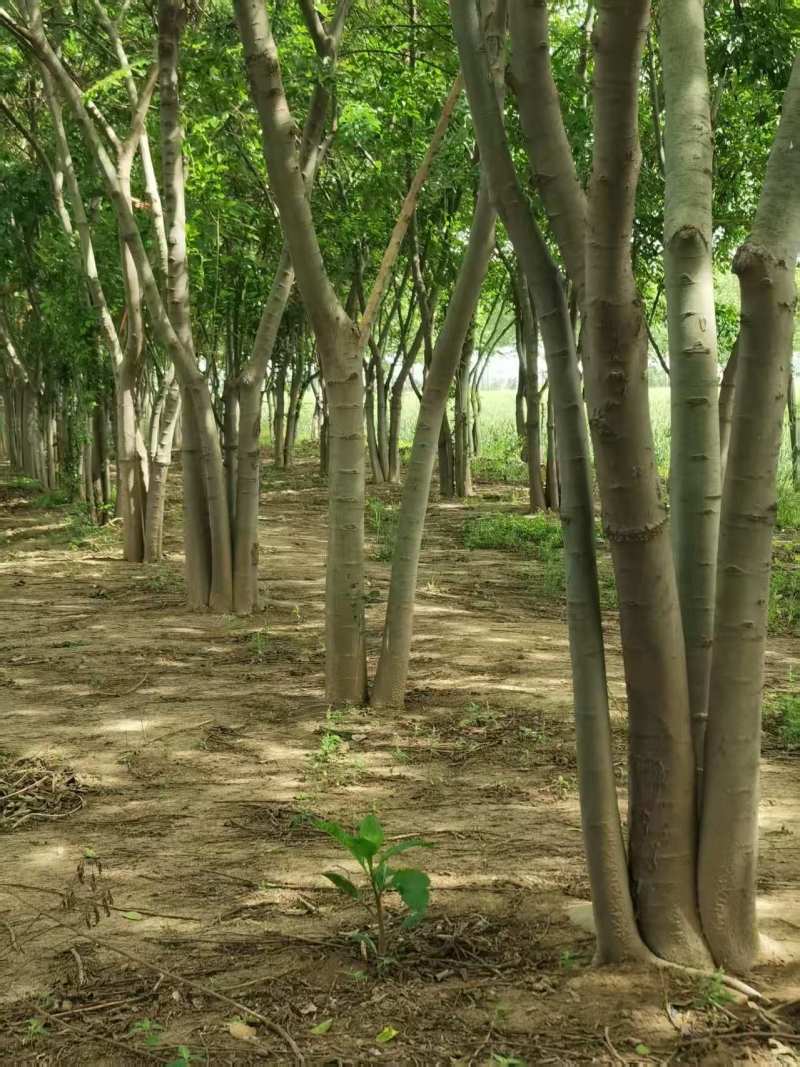 朴树