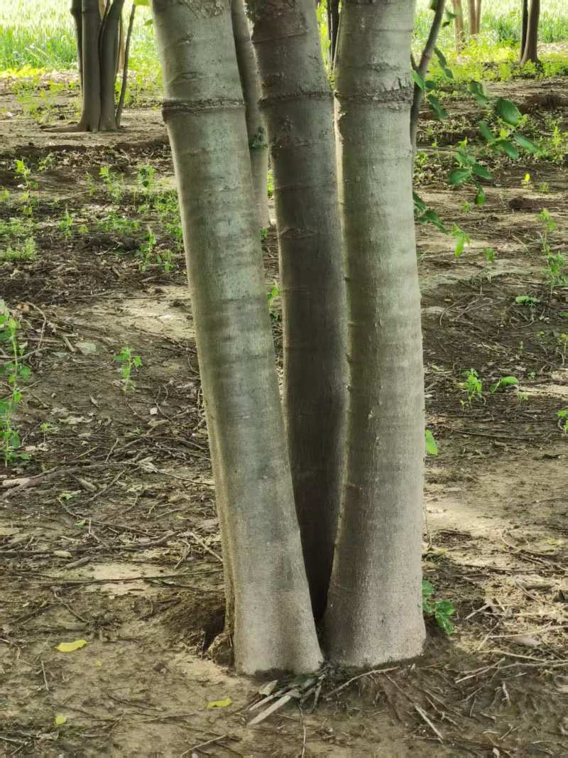 朴树