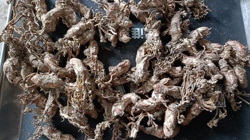 【包邮】金蝉花严格筛选品质无忧支持一件代发