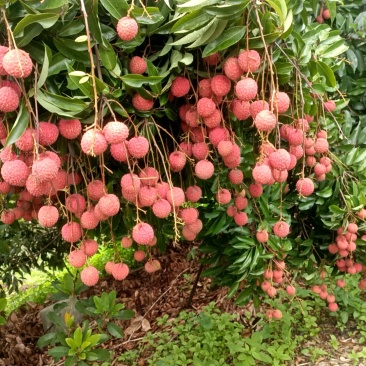 荔枝