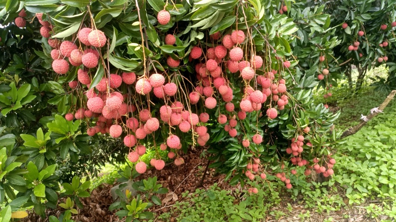 荔枝