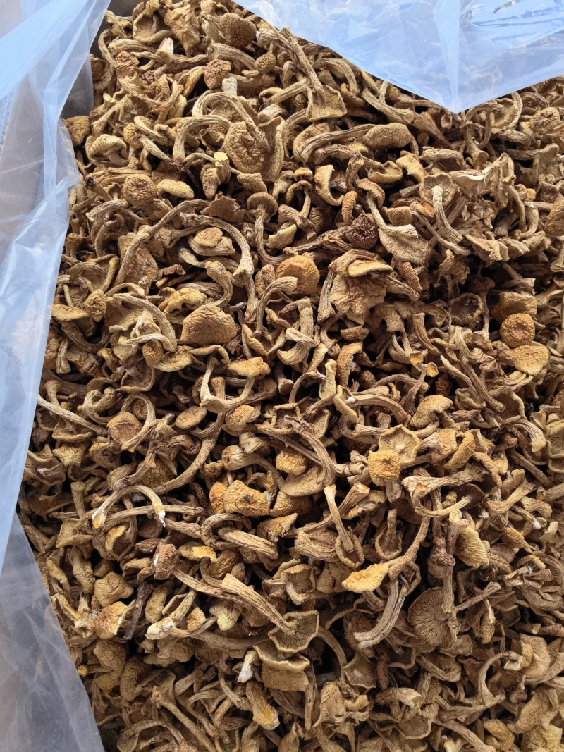 滑子菇货源充足，产地直发，诚信经营，欢迎客商来电