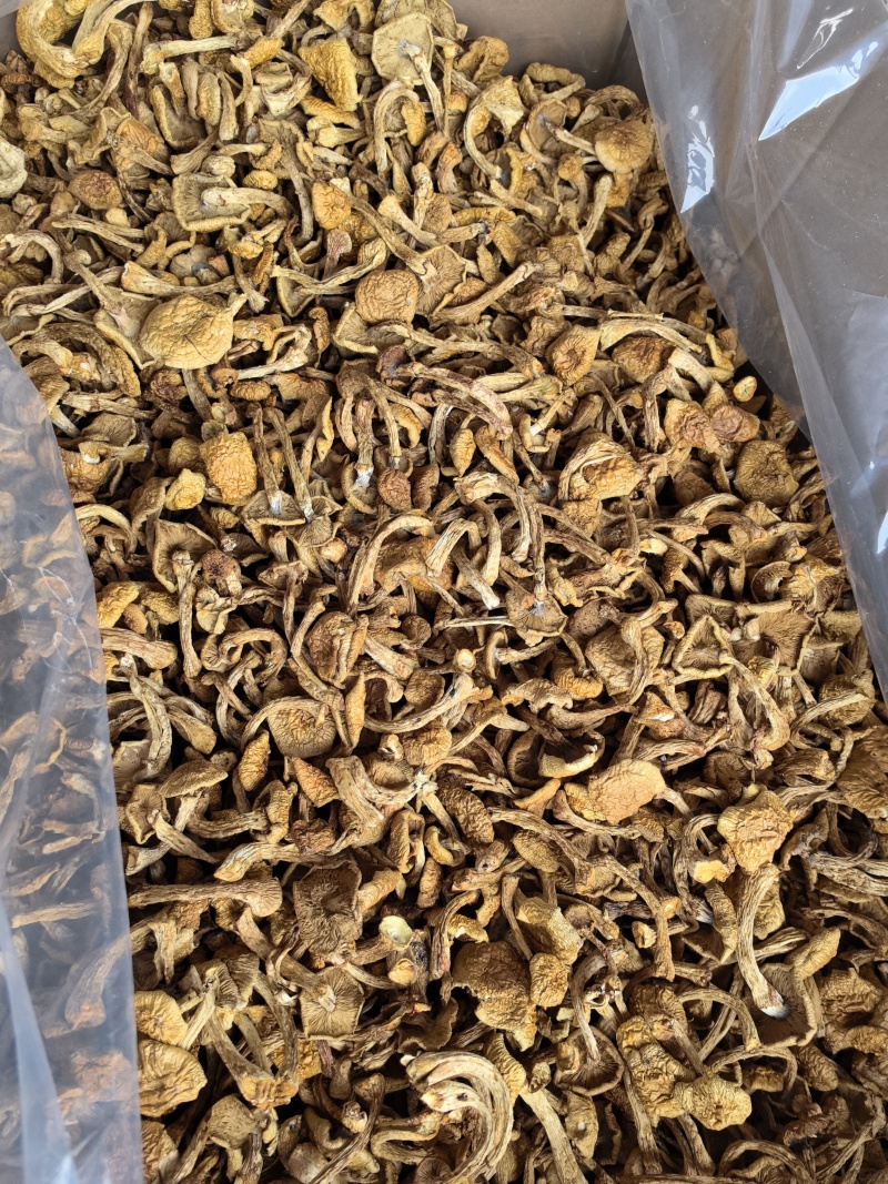 滑子菇货源充足，产地直发，诚信经营，欢迎客商来电