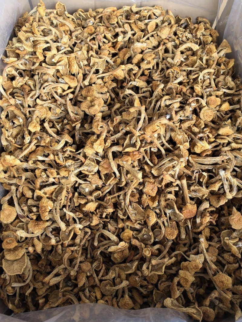 滑子菇货源充足，产地直发，诚信经营，欢迎客商来电