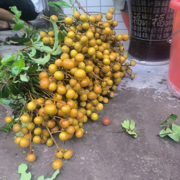龙眼桂圆