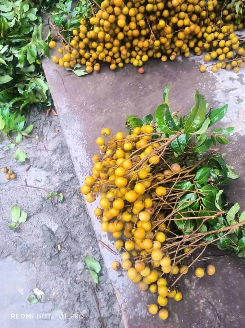 龙眼桂圆