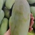 甜心金煌芒
