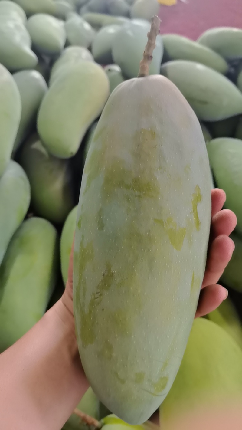 甜心金煌芒
