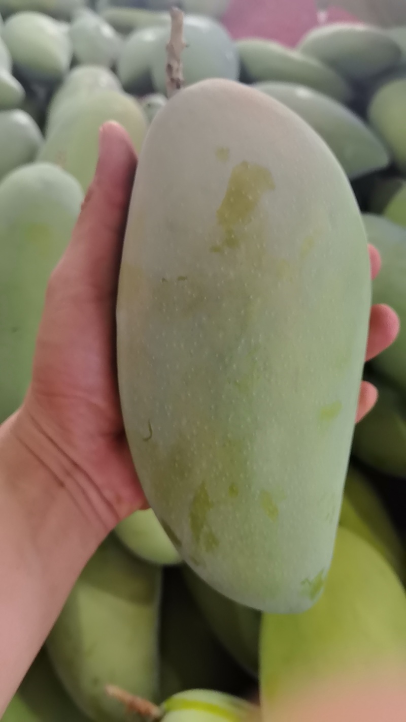甜心金煌芒