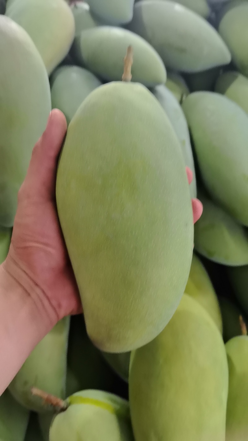 甜心金煌芒