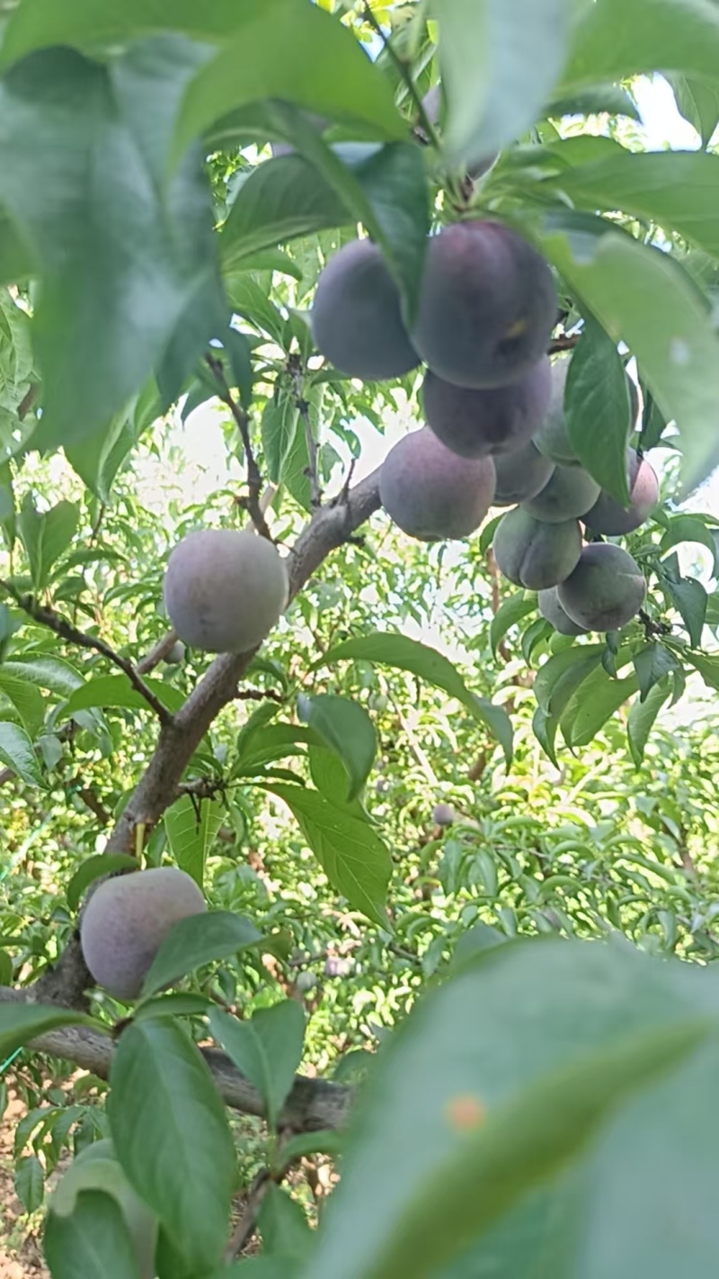 精品五月脆李已上市，产地直发，品质保证，可视频看货，量大从优