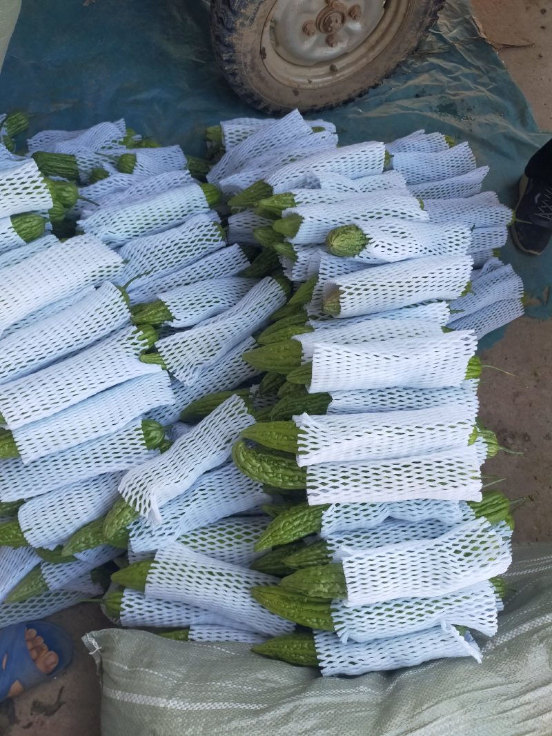 本地绿皮苦瓜大量上市质量好，可供电商超市，可视频看货