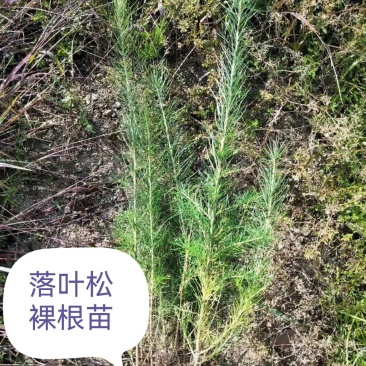 落叶松，杯苗小苗，品质好，成活率高，品种全，