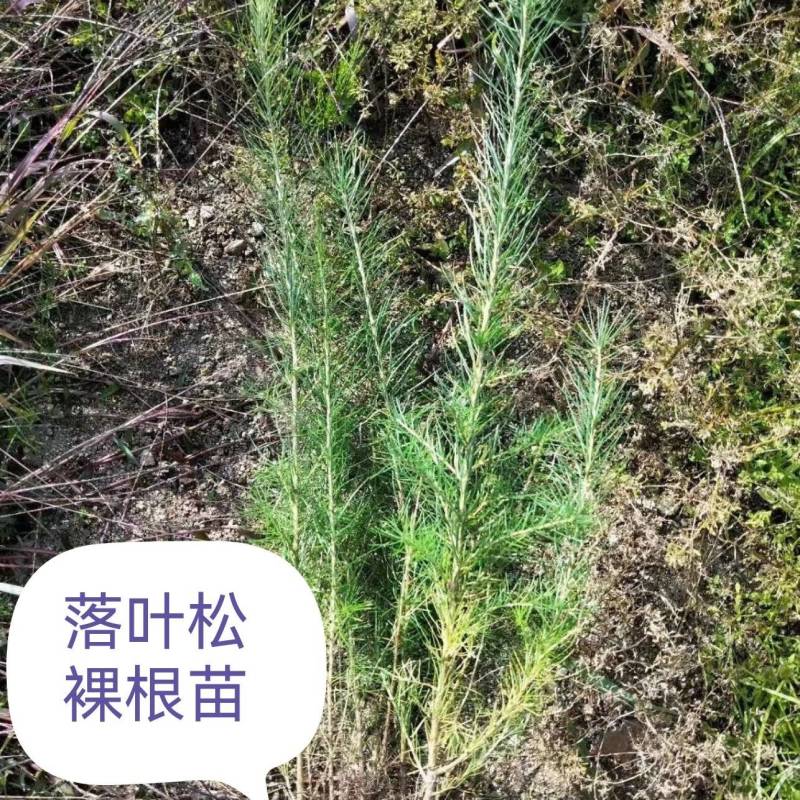 落叶松，杯苗小苗，品质好，成活率高，品种全，