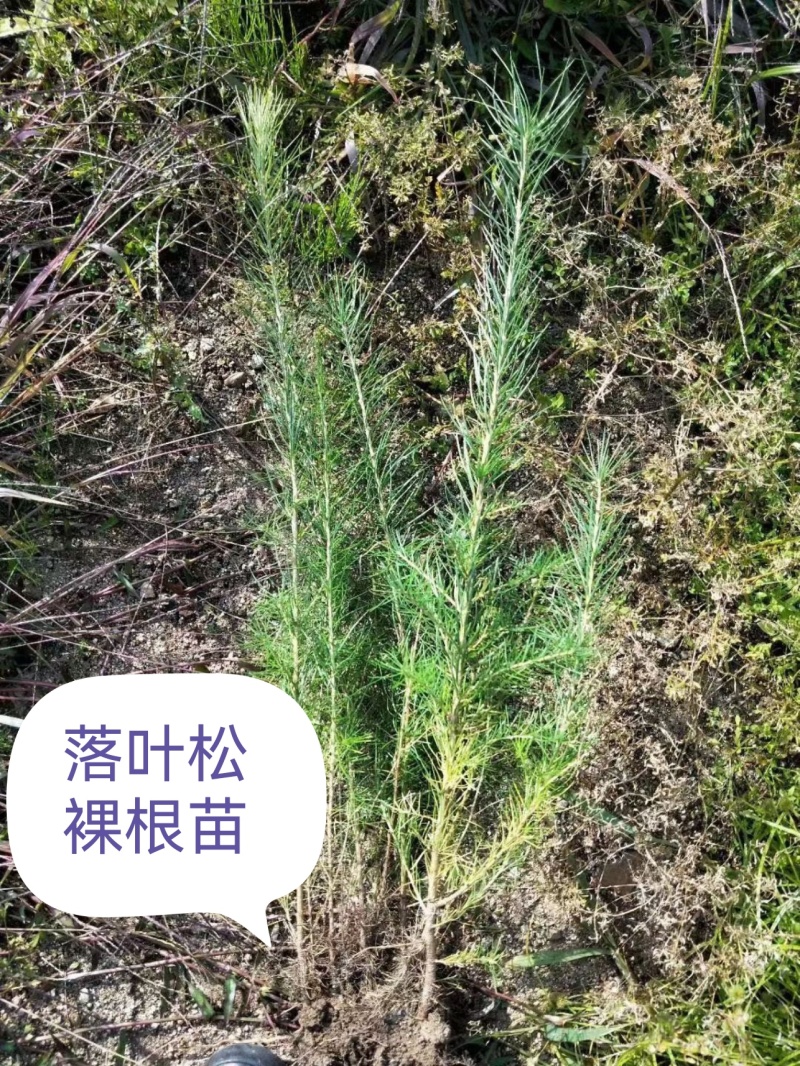 落叶松，杯苗小苗，品质好，成活率高，品种全，