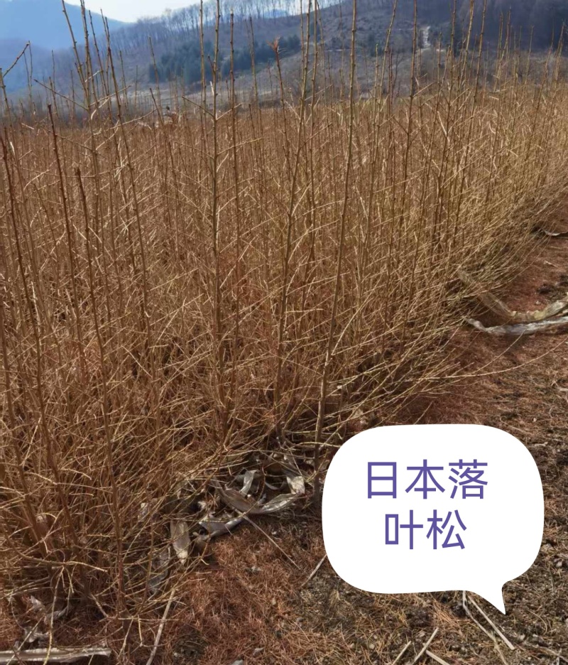落叶松，杯苗小苗，品质好，成活率高，品种全，