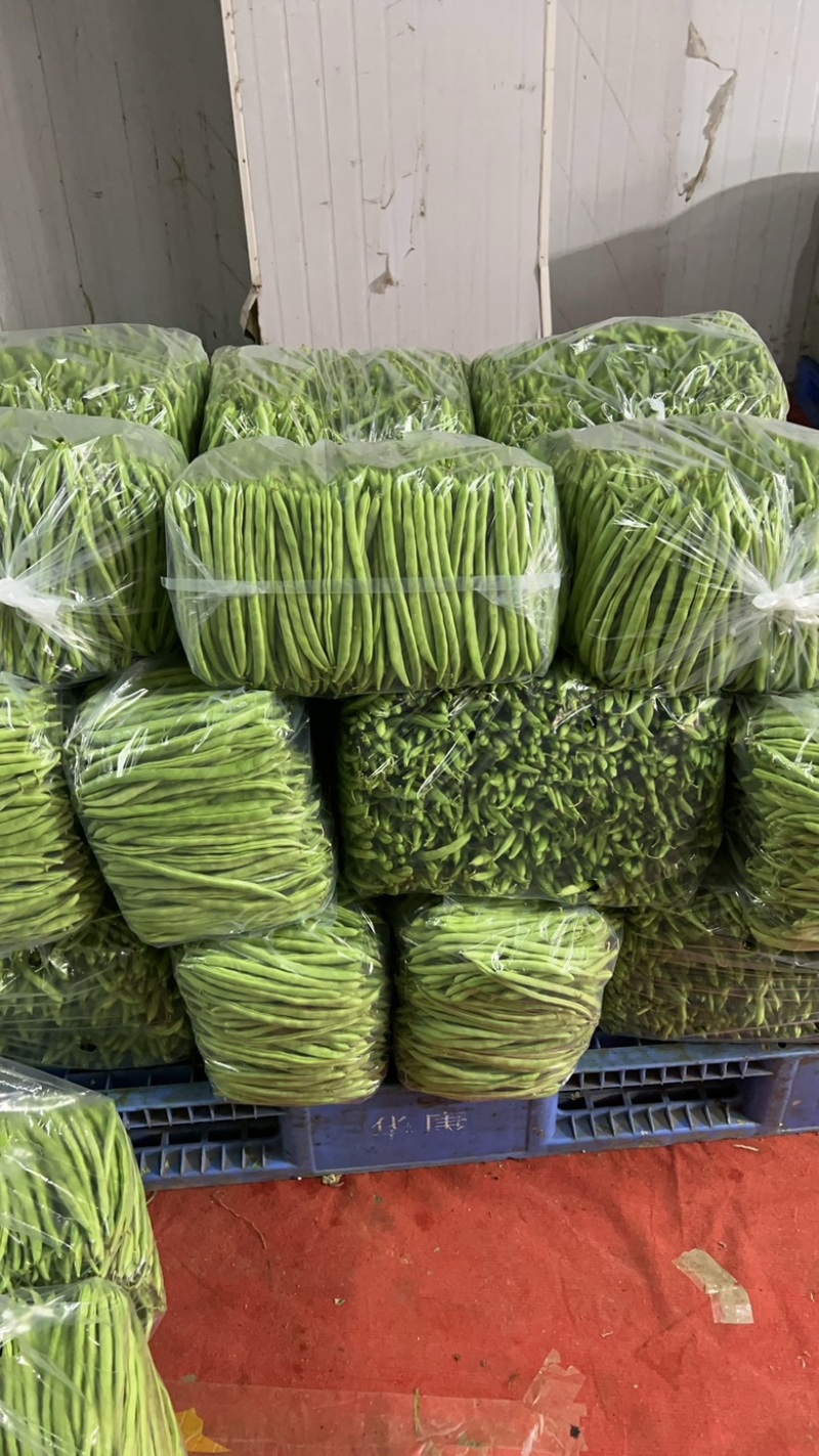 【推荐】湖北精品四季豆产地直供一手货源品质保证量大优惠
