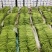 【推荐】湖北精品四季豆产地直供一手货源品质保证量大优惠