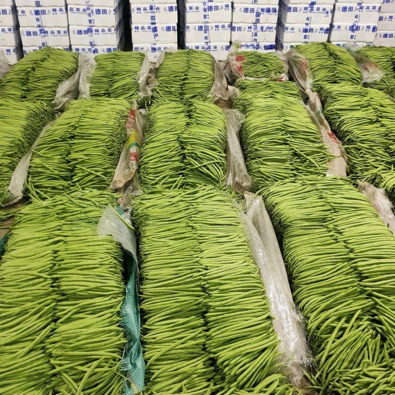 【推荐】湖北精品四季豆产地直供一手货源品质保证量大优惠