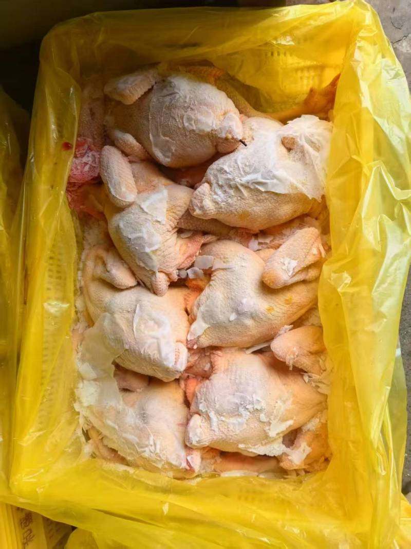 公鸡厂家新货规格齐全长期有货质量好可以视频看货
