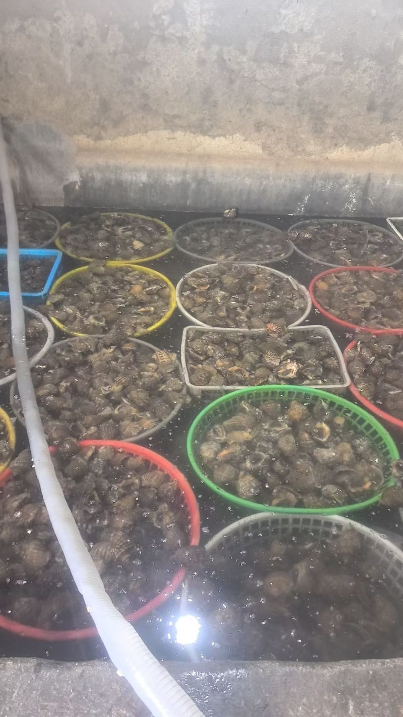各类海鲜水产