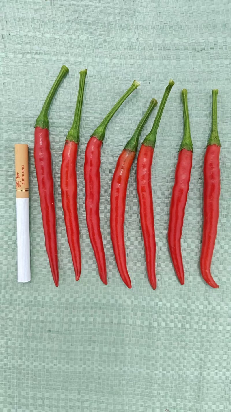 红小米椒，青小米。
