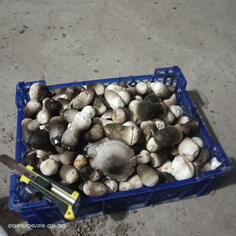 鲜草菇出售
