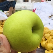 翠玉梨，翠冠梨，酥脆梨，一手货源，对接电商，市场