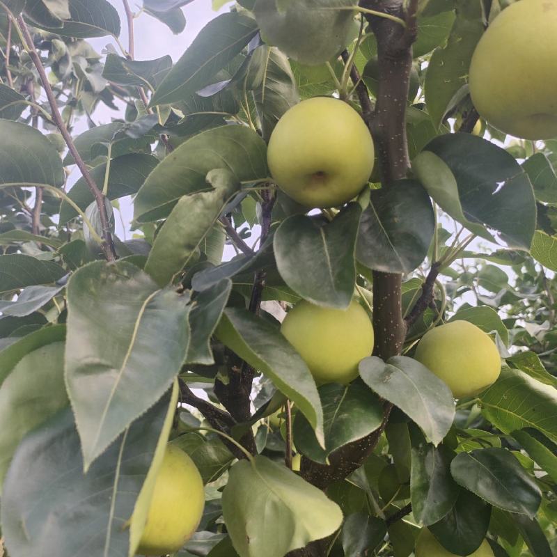 翠玉梨