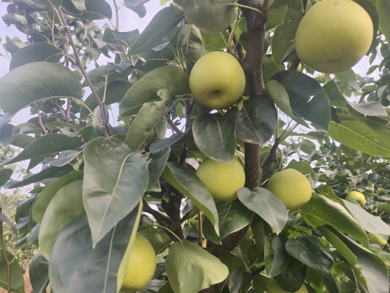 翠玉梨