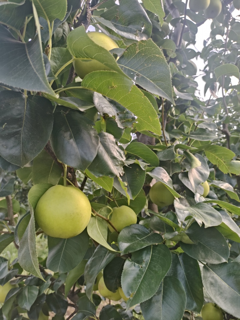 翠玉梨