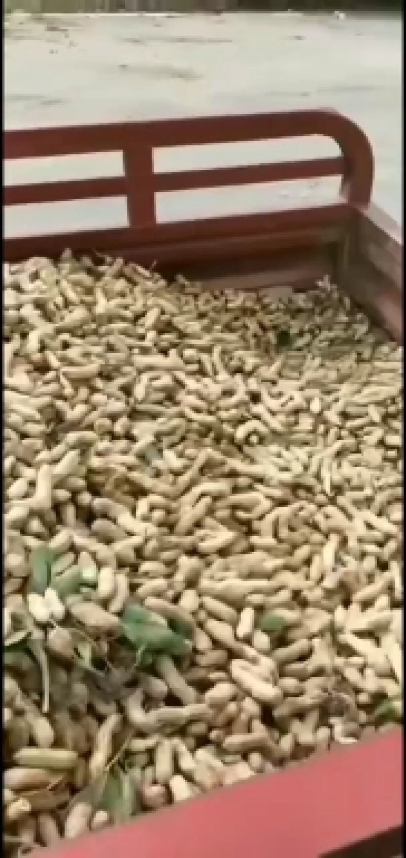 湖北产地带壳鲜花生四粒红鲜花生产地直发市场加工厂
