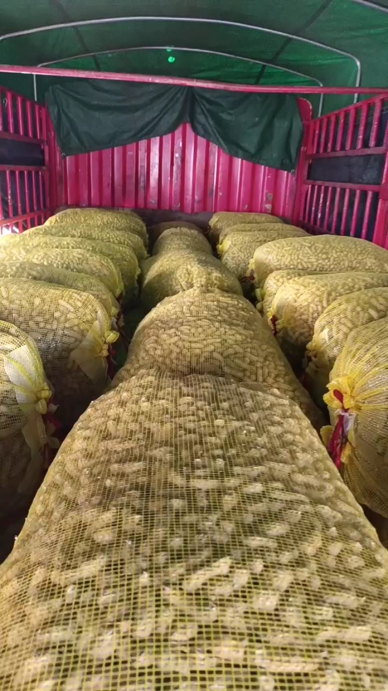 湖北产地带壳鲜花生四粒红鲜花生产地直发市场加工厂