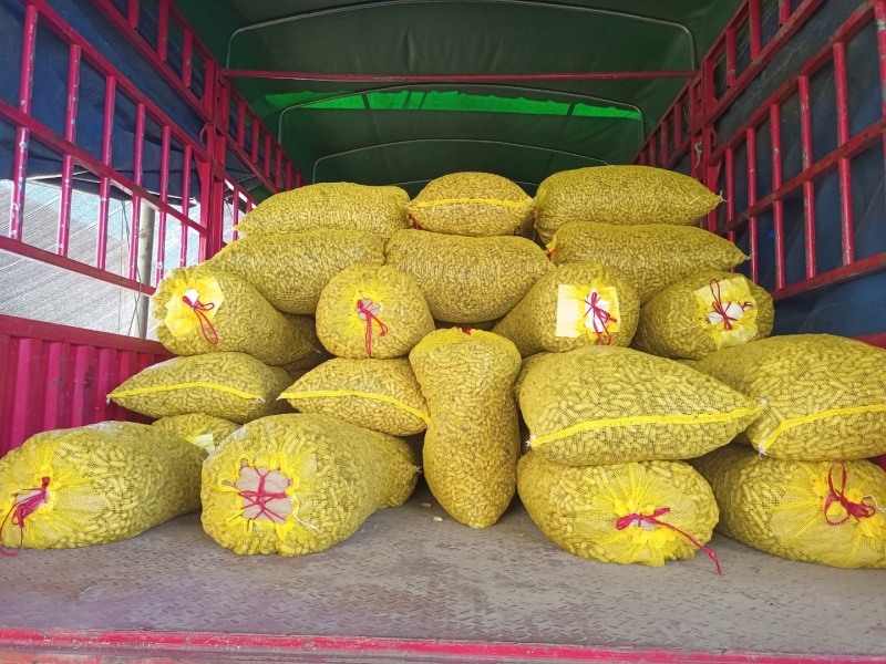 湖北产地带壳鲜花生四粒红鲜花生产地直发市场加工厂