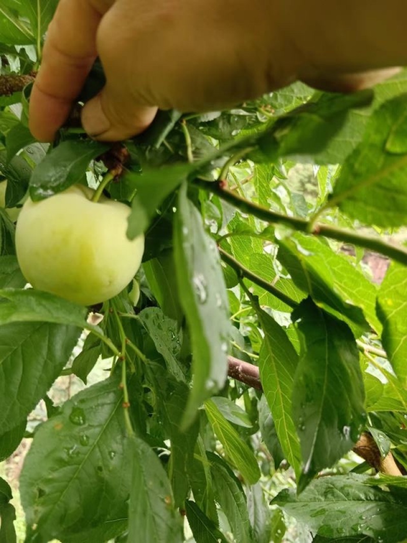 四川桃花李大量上市中，诚信经营视频看货全国发货