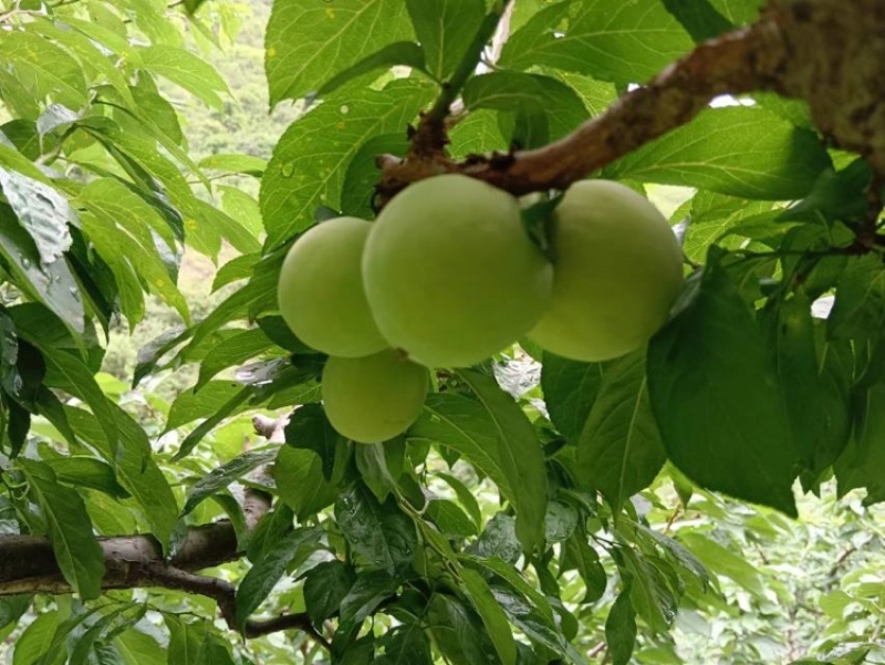 四川桃花李大量上市中，诚信经营视频看货全国发货