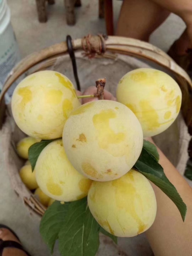 四川桃花李大量上市中，诚信经营视频看货全国发货