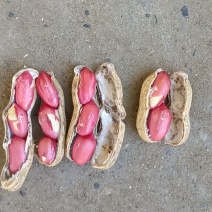 湖北产地带壳鲜花生四粒红鲜花生产地直发市场加工厂