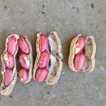 湖北产地带壳鲜花生四粒红鲜花生产地直发市场加工厂