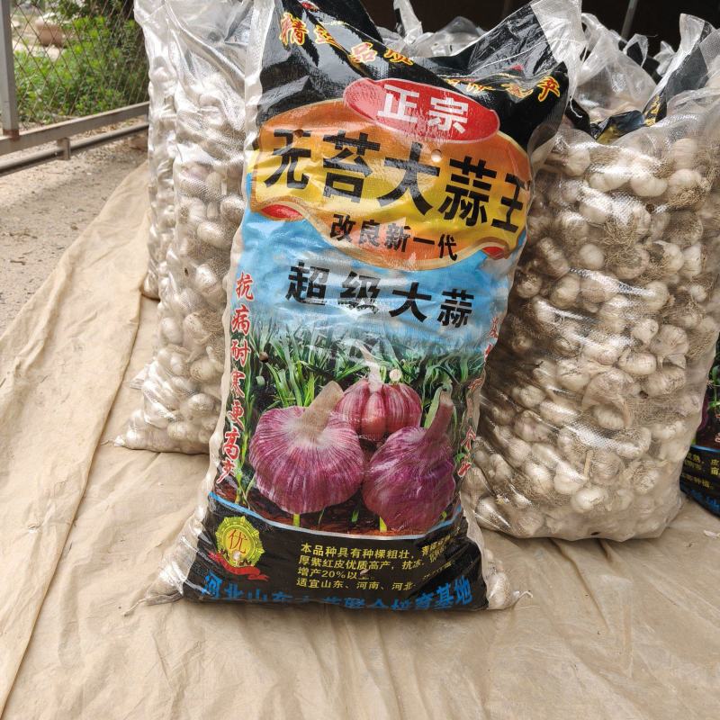 无苔大清课蒜种，质量很好，纯度真，质量很好，