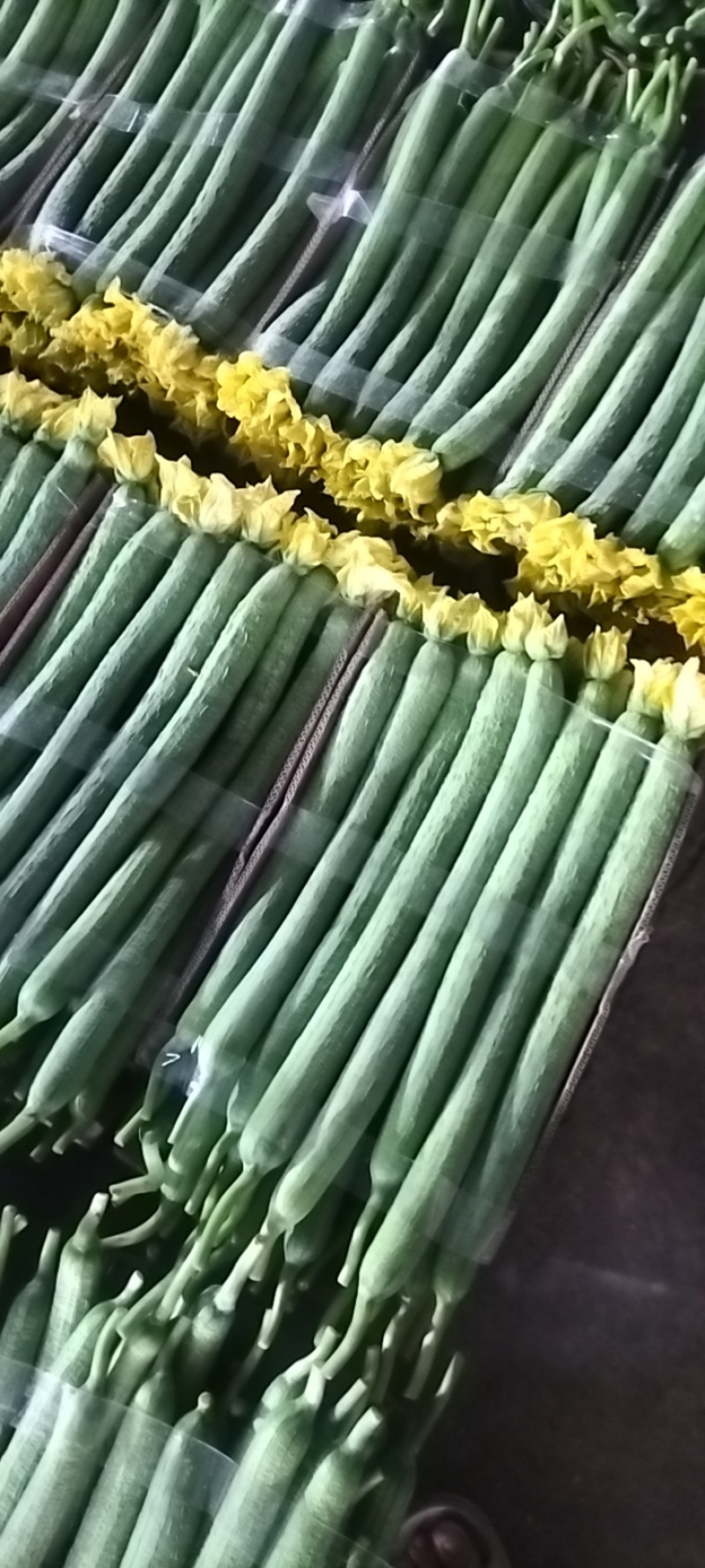 江苏连云港绿皮鲜花丝瓜