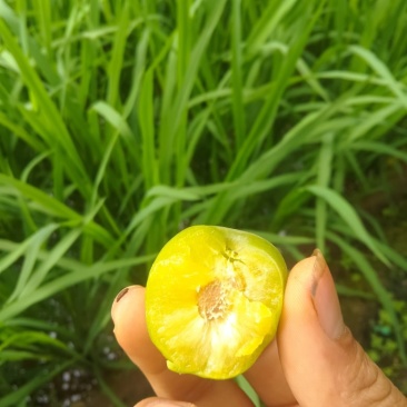 李子