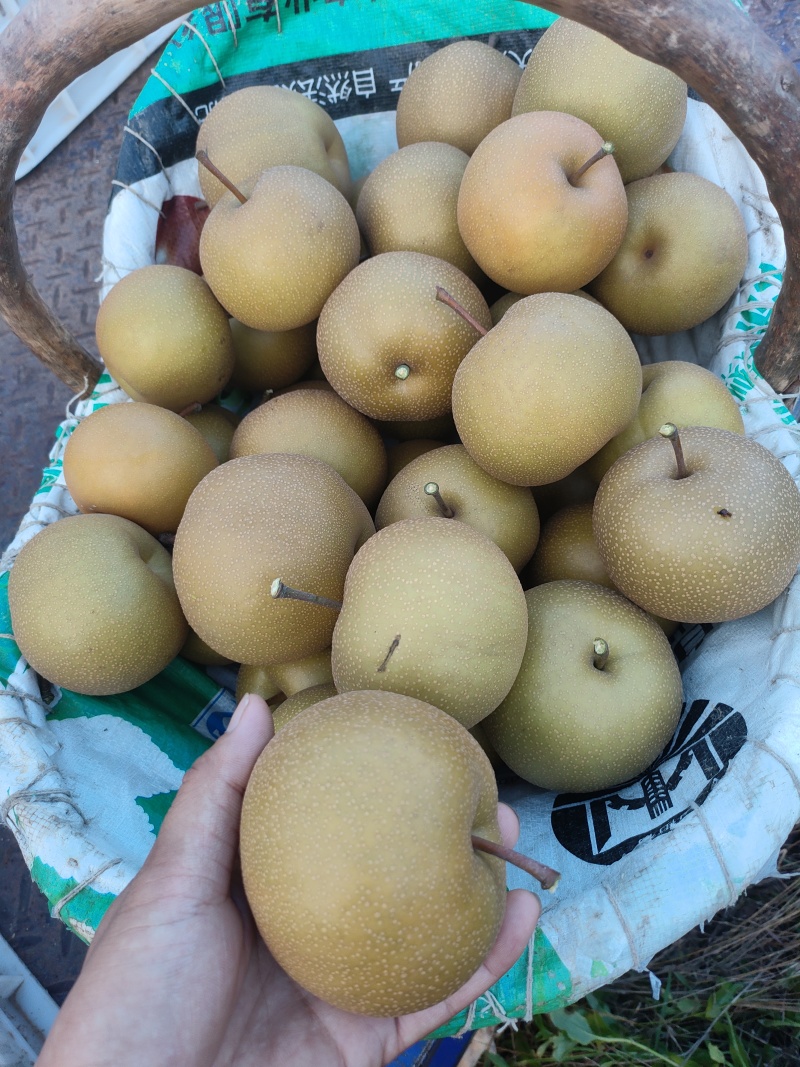 圆黄梨