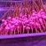 《羊肉串）张家口发货/内蒙古羊肉串/山羊肉串/绵羊肉串