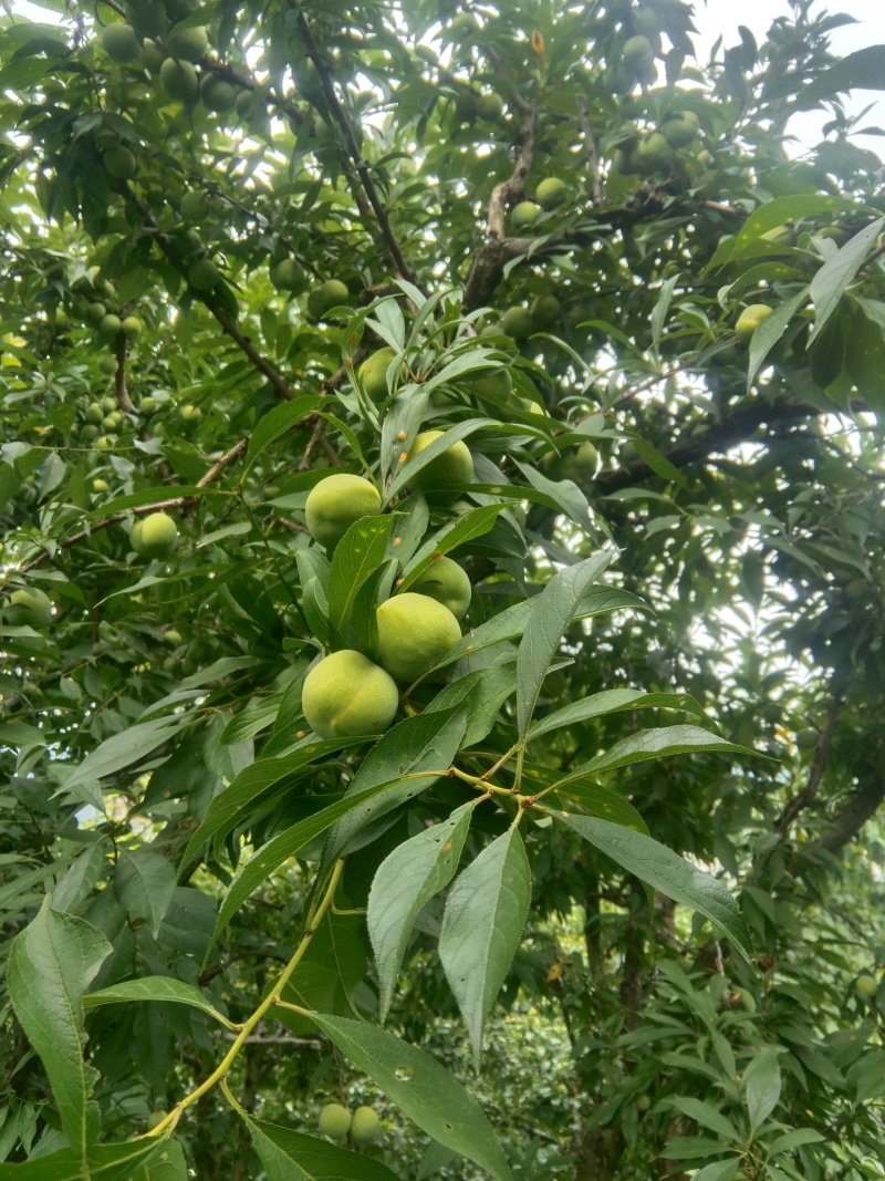 李子