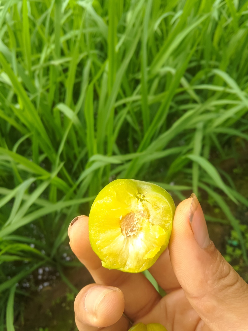 李子